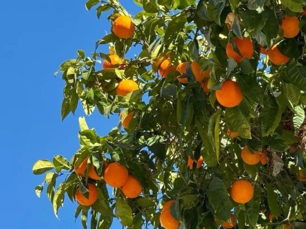 under the California&nbsp;sun