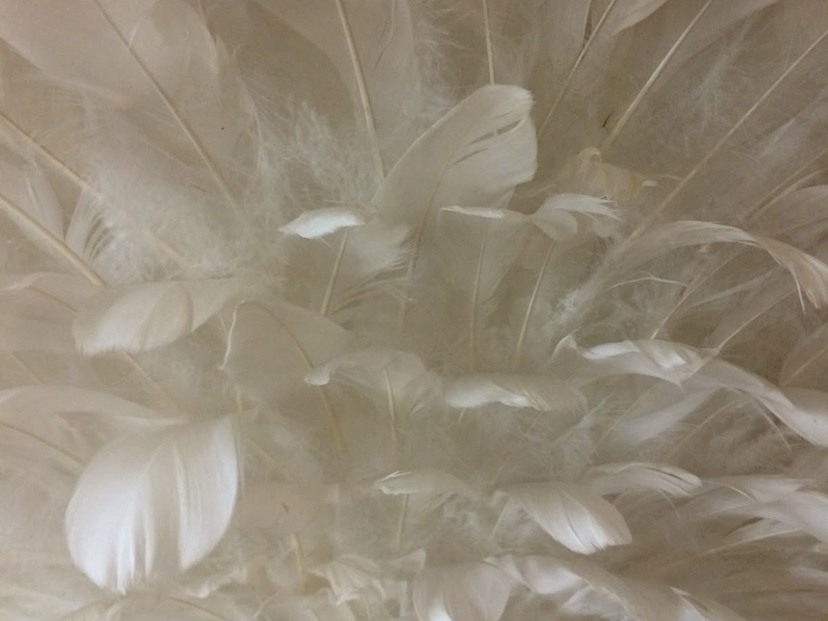 “Hope” is the thing with&nbsp;feathers